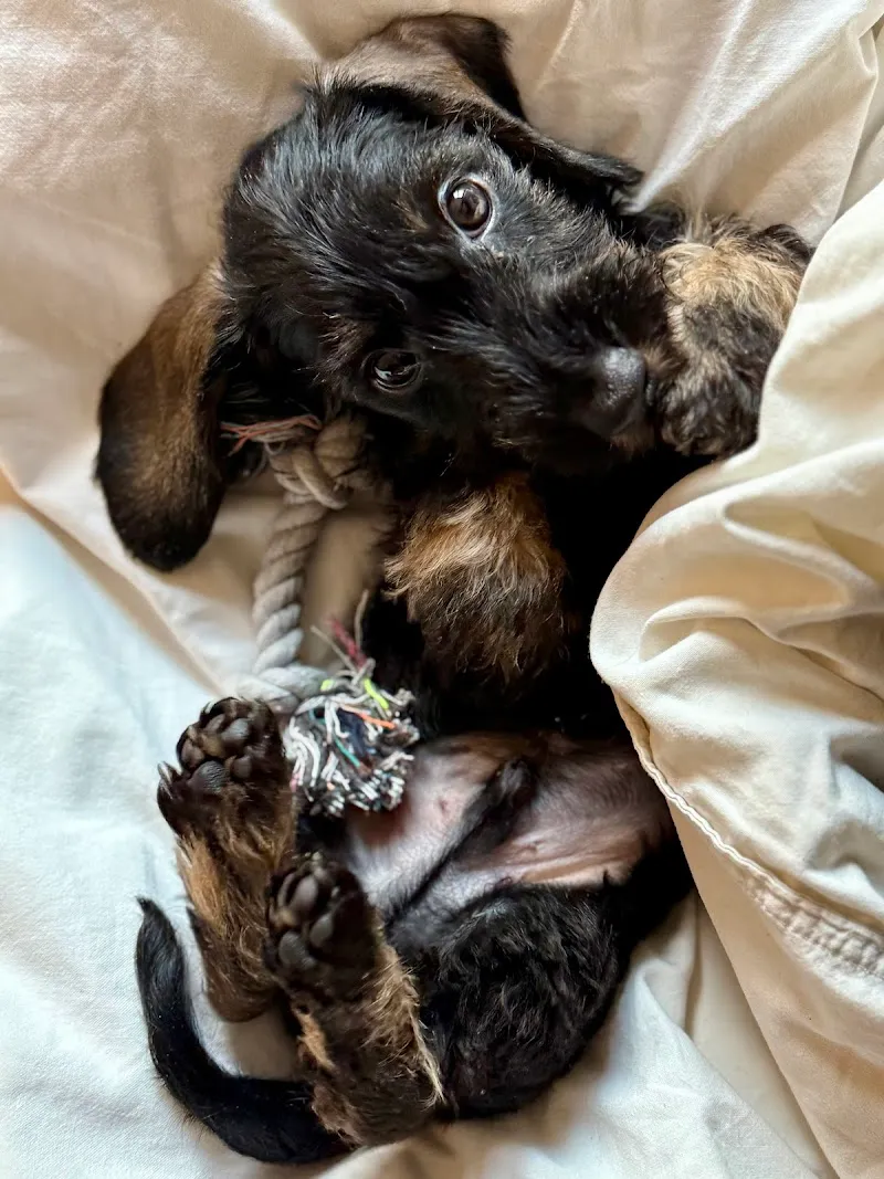 Maison des Urgences Vétérinaires Nord Lausanne — Tierarzt, Epalinges, Waadt. Foto 3