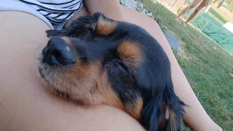 Pension familiales ' paradis des poilus ' — Katzenpension in Lussy, Freiburg. Bewertung 5.0/5.