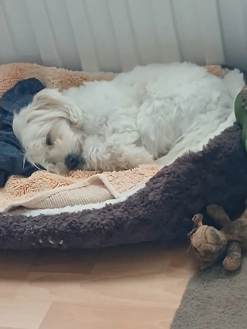 Pension familiales ' paradis des poilus ' — Katzenpension, Lussy, Freiburg. Foto 2