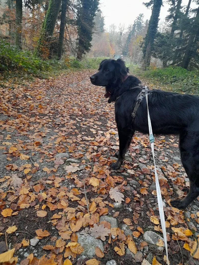 Pension familiales ' paradis des poilus ' — Katzenpension, Lussy, Freiburg. Foto 3