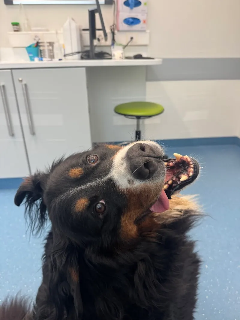 Medi-Vet SA — Tierarzt, Lausanne, Waadt. Foto 2