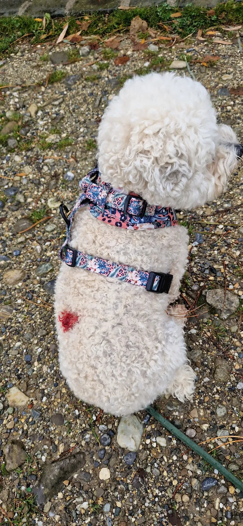 Medi-Vet SA — Tierarzt, Lausanne, Waadt. Foto 3