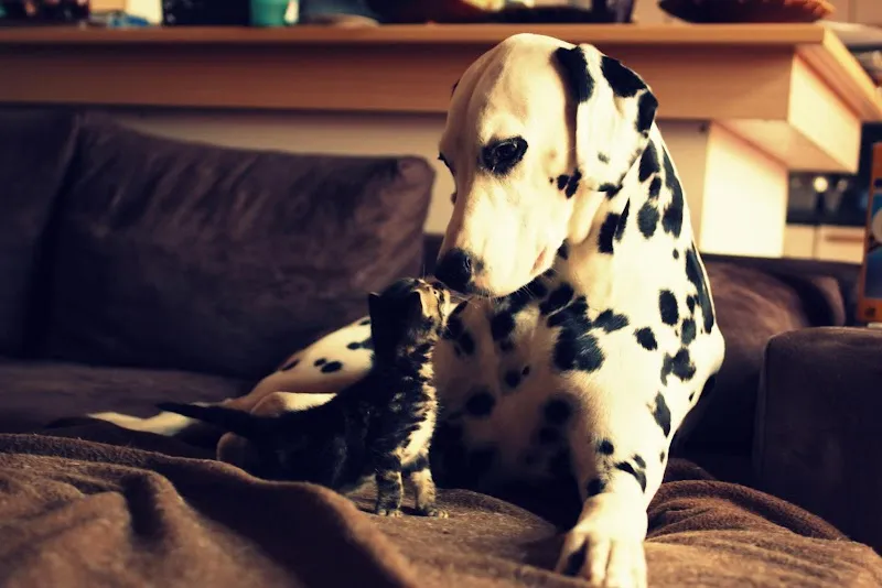 Mont-Vet — Tierarzt in Le Mont-sur-Lausanne, Waadt. Bewertung 4.7/5.