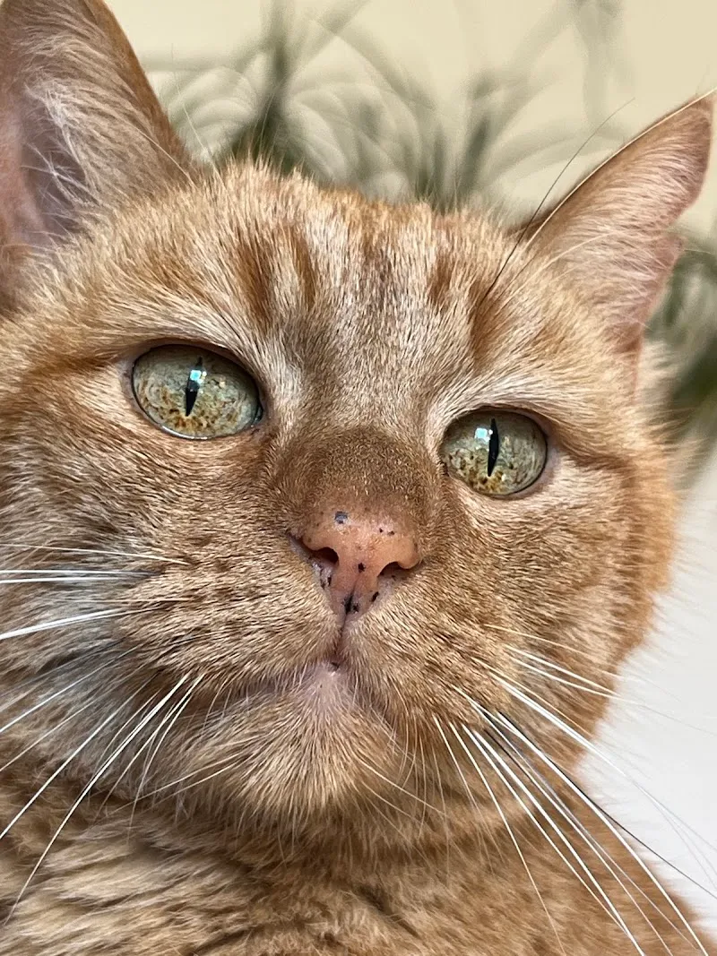 Muriel Grauer — Service animalier, Pully, Vaud. Foto 2