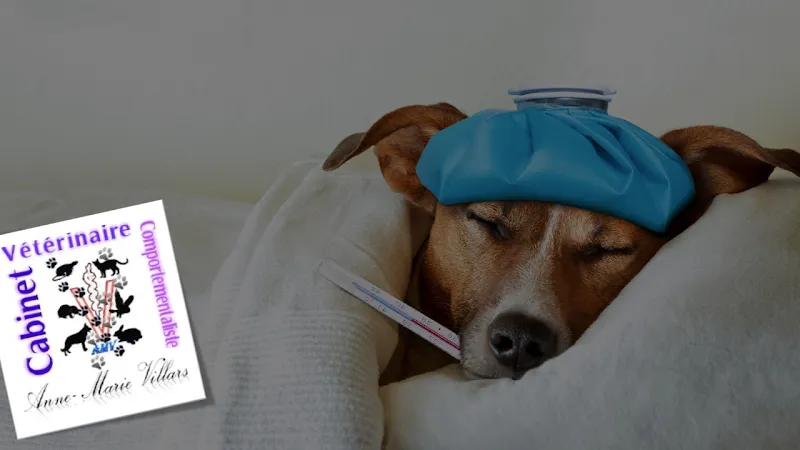 Médecin-Vétérinaire & Comportementaliste Anne-Marie Villars — Tierdienste in Lausanne, Waadt. Bewertung 4.5/5.