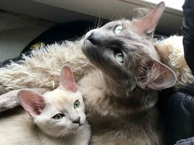 Pension pour Chats, Elevage de Tonkinois, Chatterie Cémafaune — Pensione per gatti, Lully, Friburgo. Foto 2