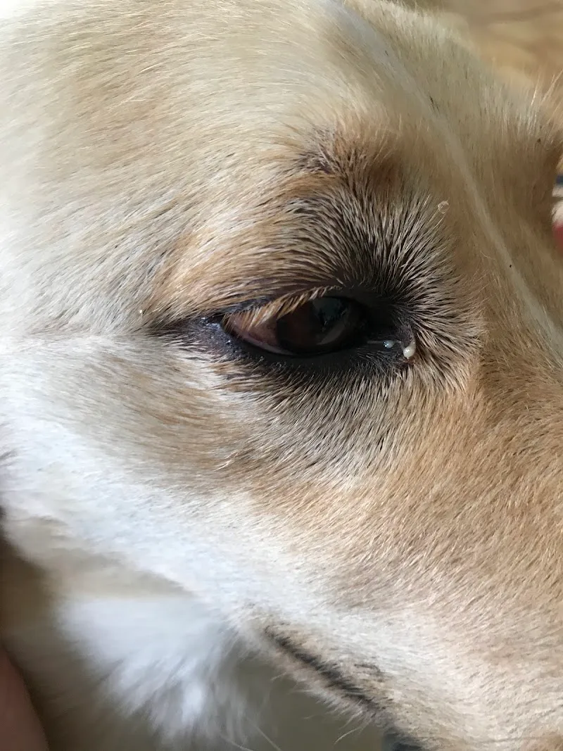 Olivier Rey — Tierarzt in La Tour-de-Peilz, Waadt. Bewertung 4.3/5.