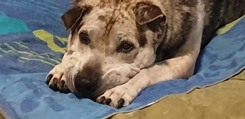 Olivier Rey — Vétérinaire, La Tour-de-Peilz, Vaud. Foto 2