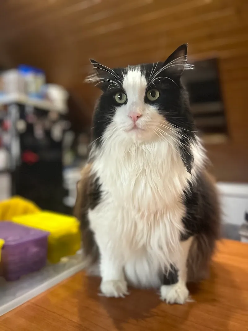 Palmieri Joseph — Tierarzt in Gland, Waadt. Bewertung 4.8/5.