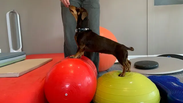 Physiovet Vaud Sarl — Tierdienste in Saint-Sulpice, Waadt. Bewertung 5.0/5.