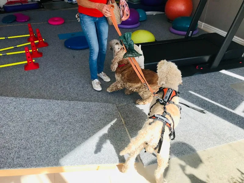 Physiovet Vaud Sarl — Service animalier, Saint-Sulpice, Vaud. Foto 3
