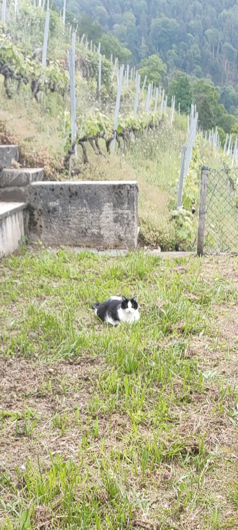 VET CHABLAIS - Cabinet vétérinaire — Vétérinaire, Bex, Vaud. Foto 2