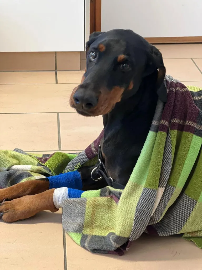 VET CHABLAIS - Cabinet vétérinaire — Vétérinaire, Bex, Vaud. Foto 3