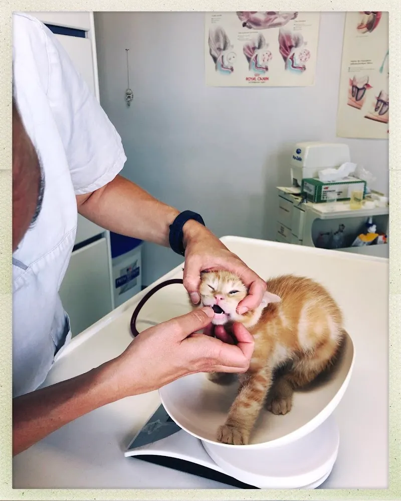 VETERINAIRES PULLY // Place de la Clergère PULLY — Veterinarian, Pully, Vaud. Foto 2