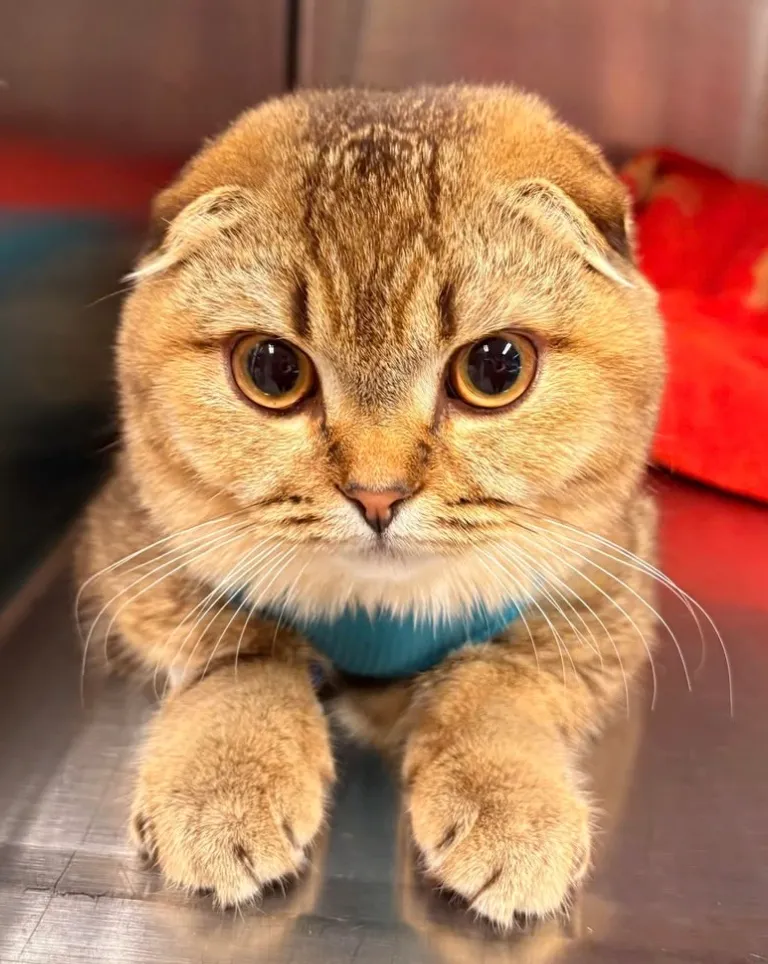 VETERINAIRES PULLY // Place de la Clergère PULLY — Veterinarian, Pully, Vaud. Foto 3