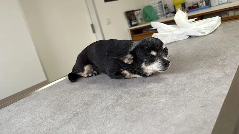 VETMIDI St Prex - Cabinet vétérinaire — Veterinario, Saint-Prex, Vaud. Foto 3