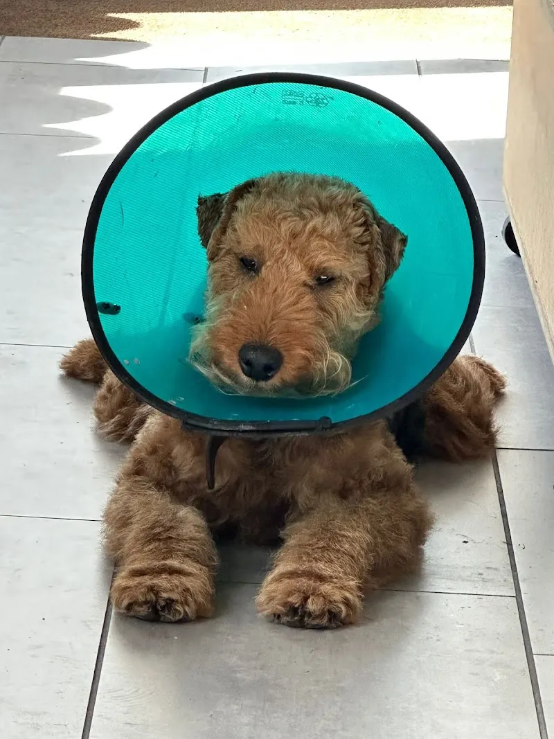 VetOptic, Centre Vétérinaire Spécialisé — Tierarzt in Epalinges, Waadt. Bewertung 5.0/5.