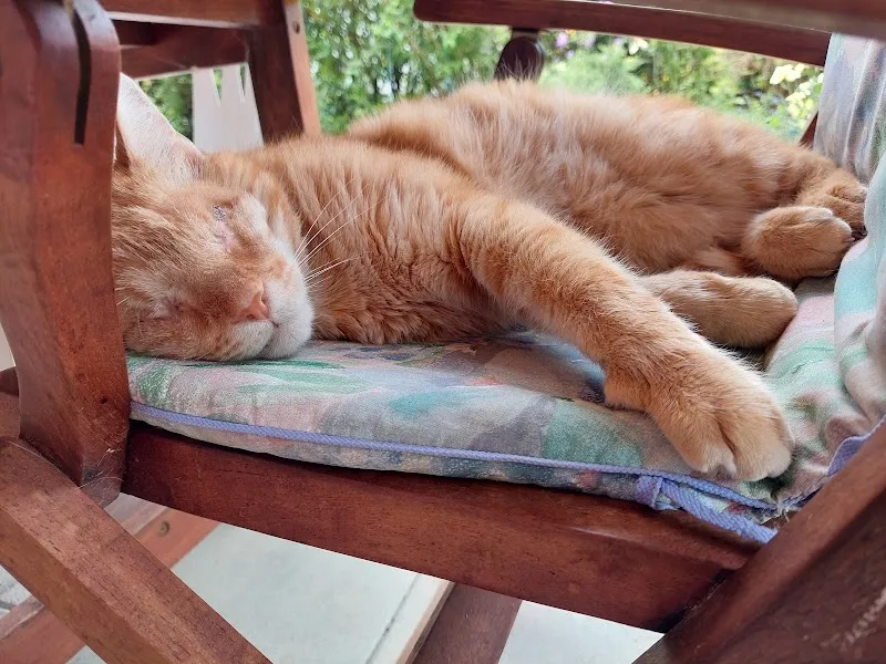 VetOptic, Centre Vétérinaire Spécialisé — Vétérinaire, Epalinges, Vaud. Foto 3