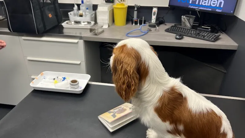 VetPhalen Sàrl — Tierarzt, Vevey, Waadt. Foto 2