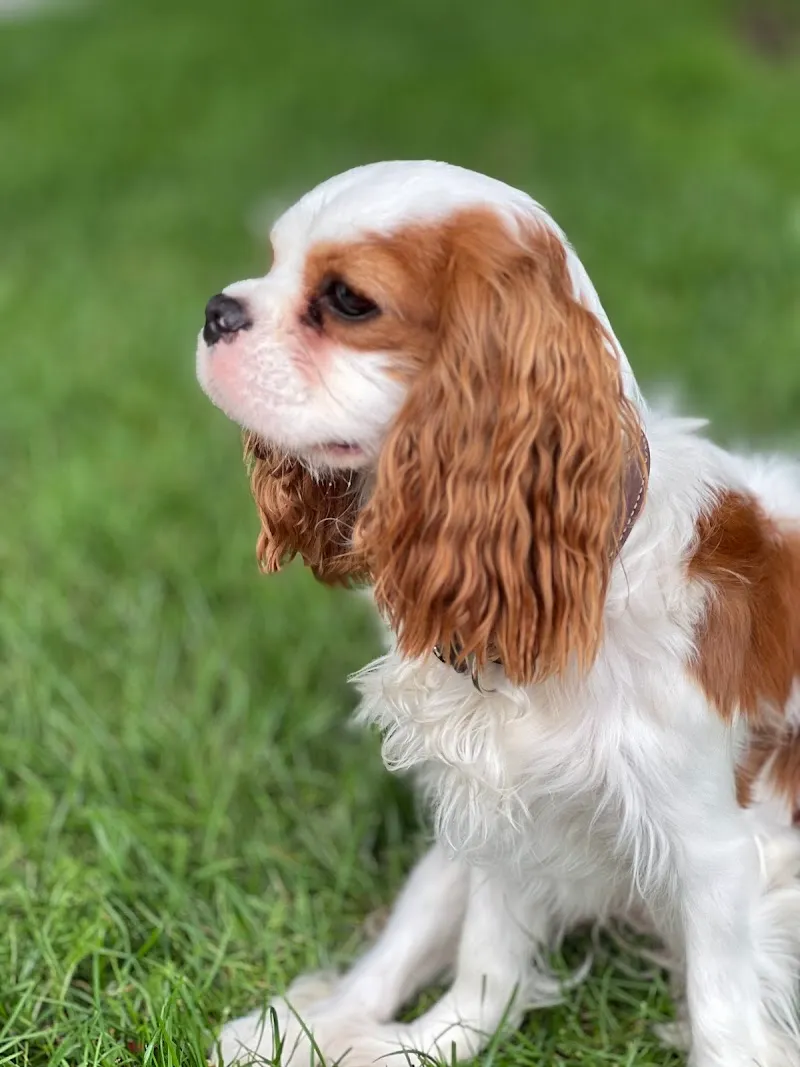 VetPhalen Sàrl — Tierarzt, Vevey, Waadt. Foto 3