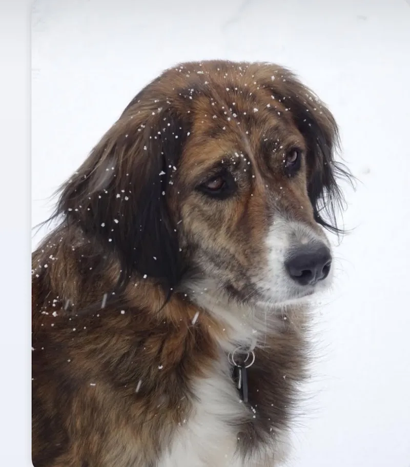 VetUrgences — Tierarzt in Le Grand-Saconnex, Genf. Bewertung 4.6/5.