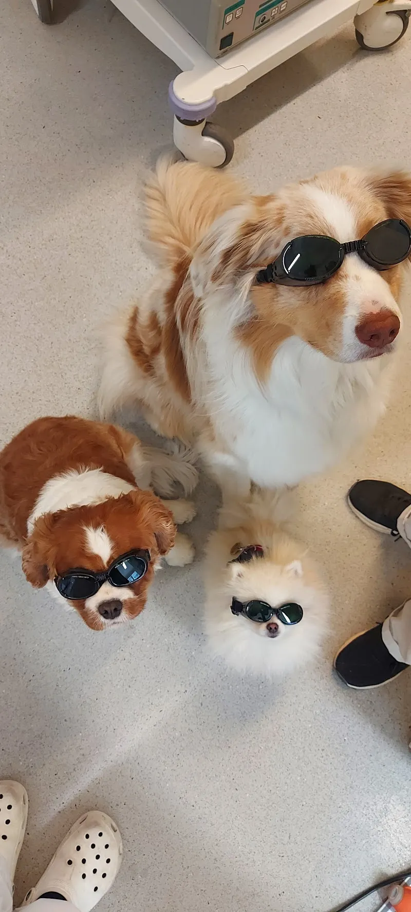 Vetconcept SA — Tierarzt in Lausanne, Waadt. Bewertung 4.0/5.