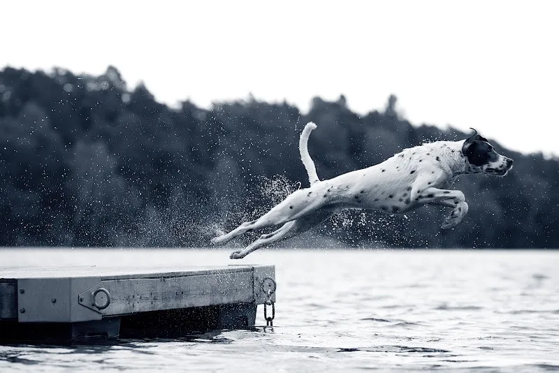 Vetconcept SA — Vétérinaire, Lausanne, Vaud. Foto 2