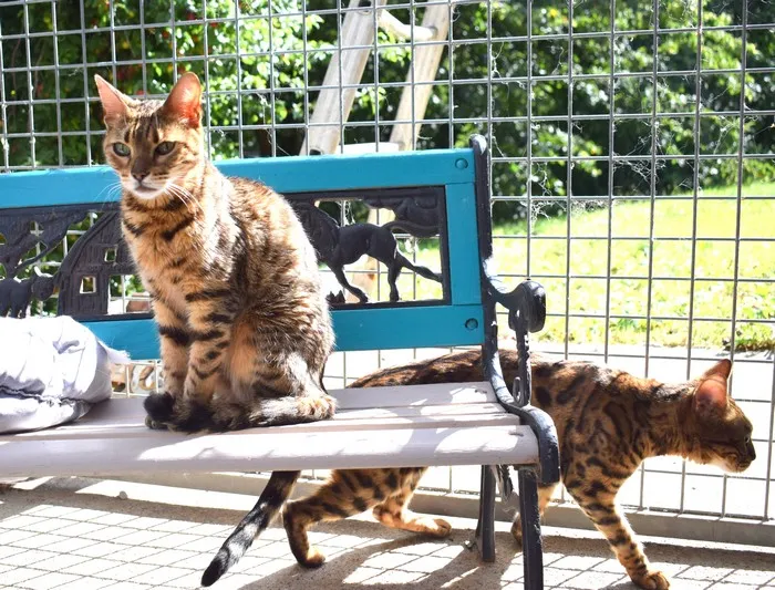 Pension pour chats : Les Aristos — Pensione per gatti, Valeyres-sous-Rances, Vaud. Foto 2