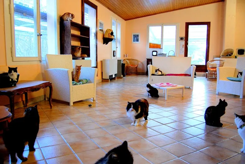 Pension pour chats : Les Aristos — Pensione per gatti, Valeyres-sous-Rances, Vaud. Foto 3