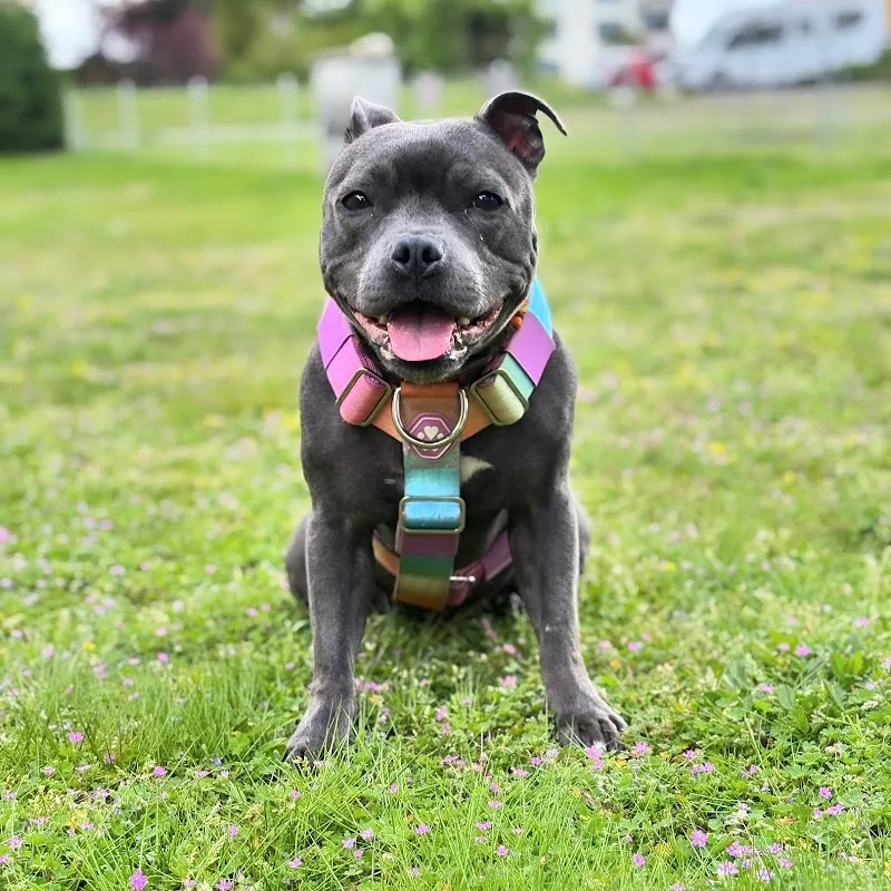 Vetmidi Etoy — Tierarzt in Etoy, Waadt. Bewertung 4.8/5.