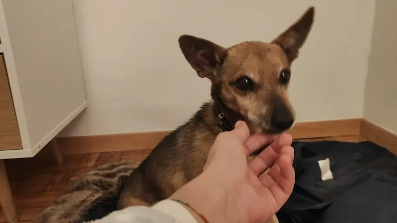 Vetmidi Etoy — Tierarzt, Etoy, Waadt. Foto 2