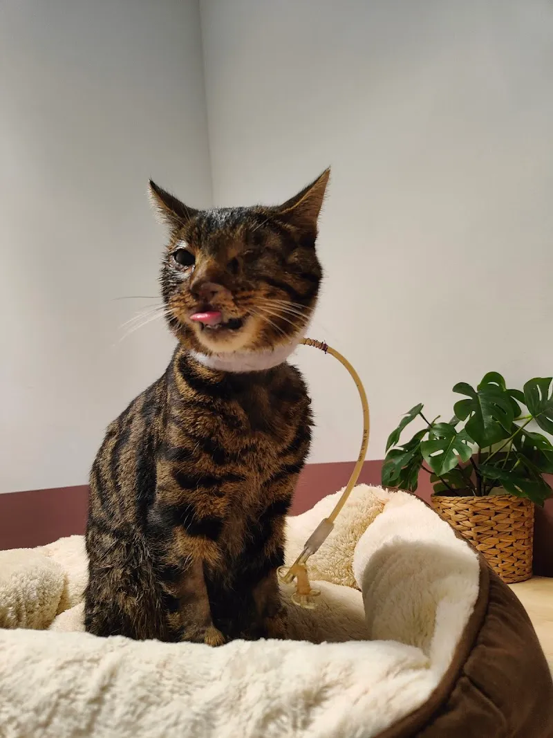 Vetmidi Etoy — Tierarzt, Etoy, Waadt. Foto 3