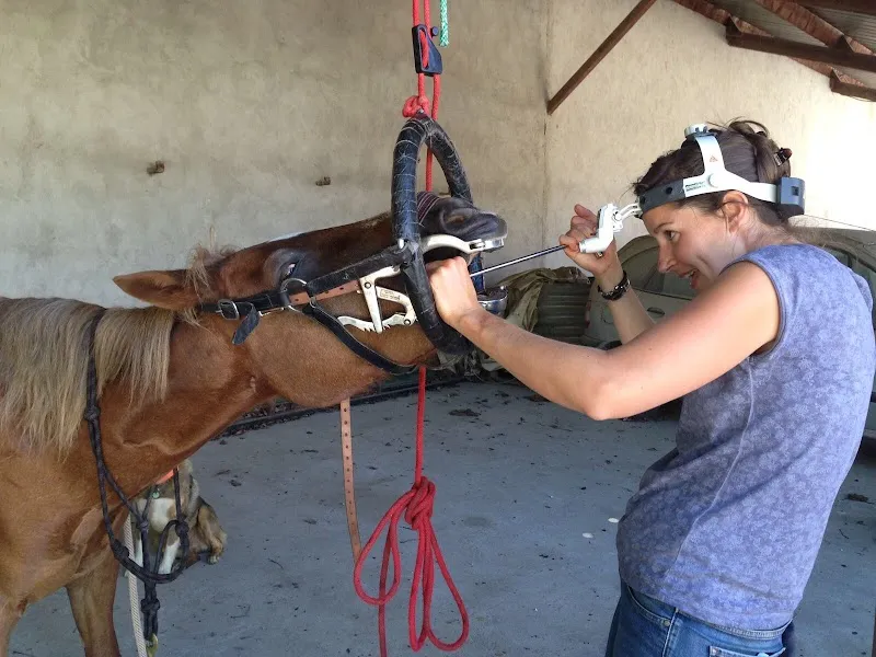 Vetoequin Marie Labouchère — Vétérinaire, Duillier, Vaud. Foto 2