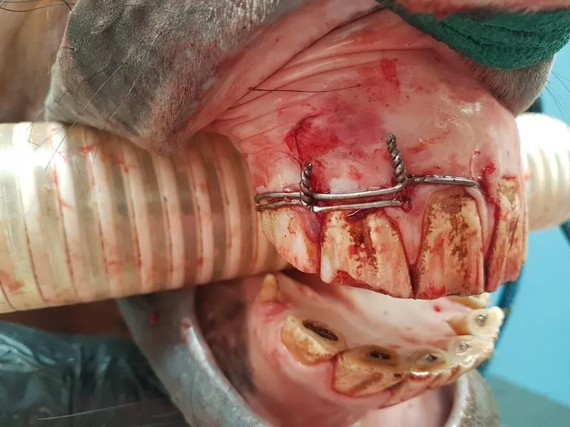 Vetoequin Marie Labouchère — Vétérinaire, Duillier, Vaud. Foto 3