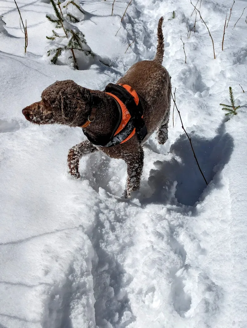 Vétérinaire Bocion Philippe — Tierdienste in La Tour-de-Peilz, Waadt. Bewertung 4.7/5.