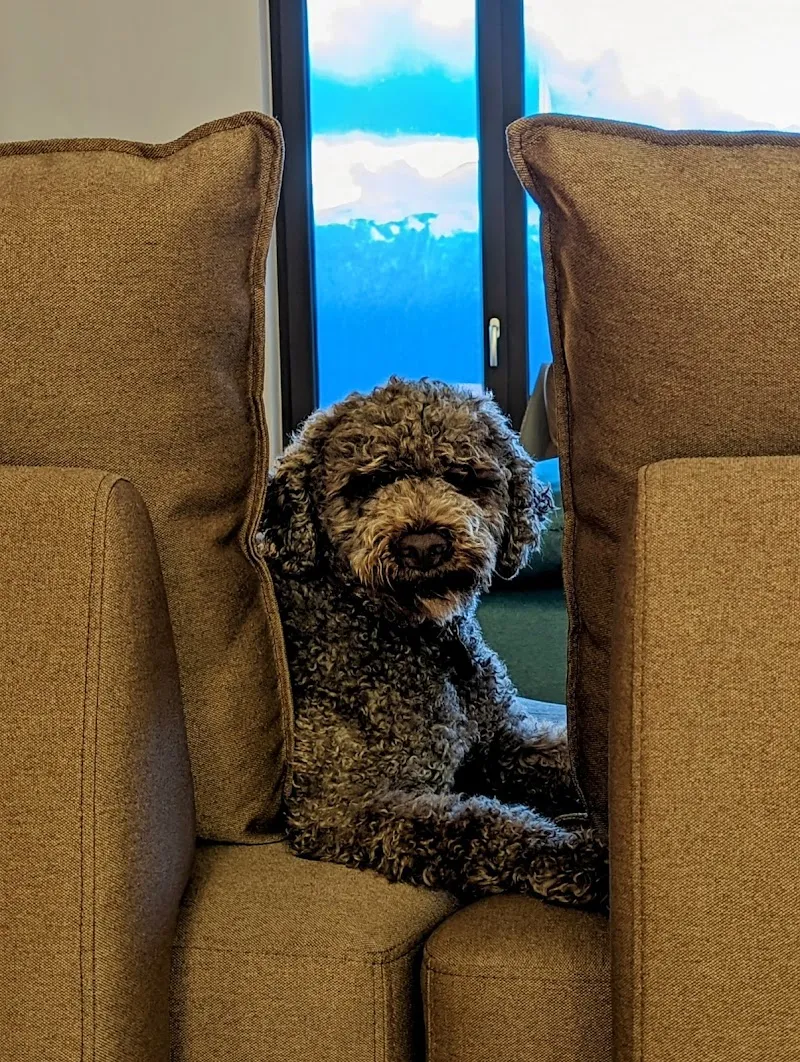 Vétérinaire Bocion Philippe — Servizio per animali, La Tour-de-Peilz, Vaud. Foto 2