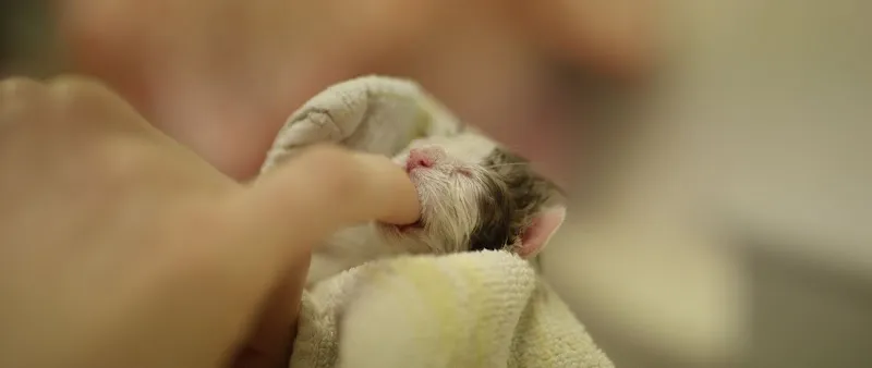 Vétérinaire des Plaines-du-Loup — Vétérinaire, Lausanne, Vaud. Foto 2