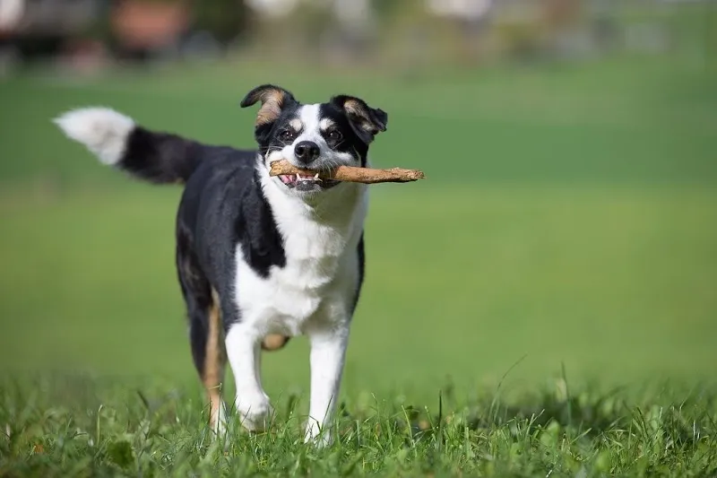 Pension pour chiens et chats Au Coeur du Loup — Katzenpension in Broc, Freiburg. Bewertung 4.8/5.