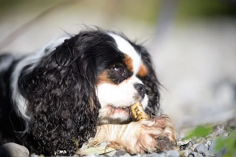 Pension pour chiens et chats Au Coeur du Loup — Katzenpension, Broc, Freiburg. Foto 3