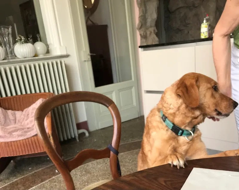 Vétérinaire par nature — Tierdienste in Pully, Waadt. Bewertung 5.0/5.