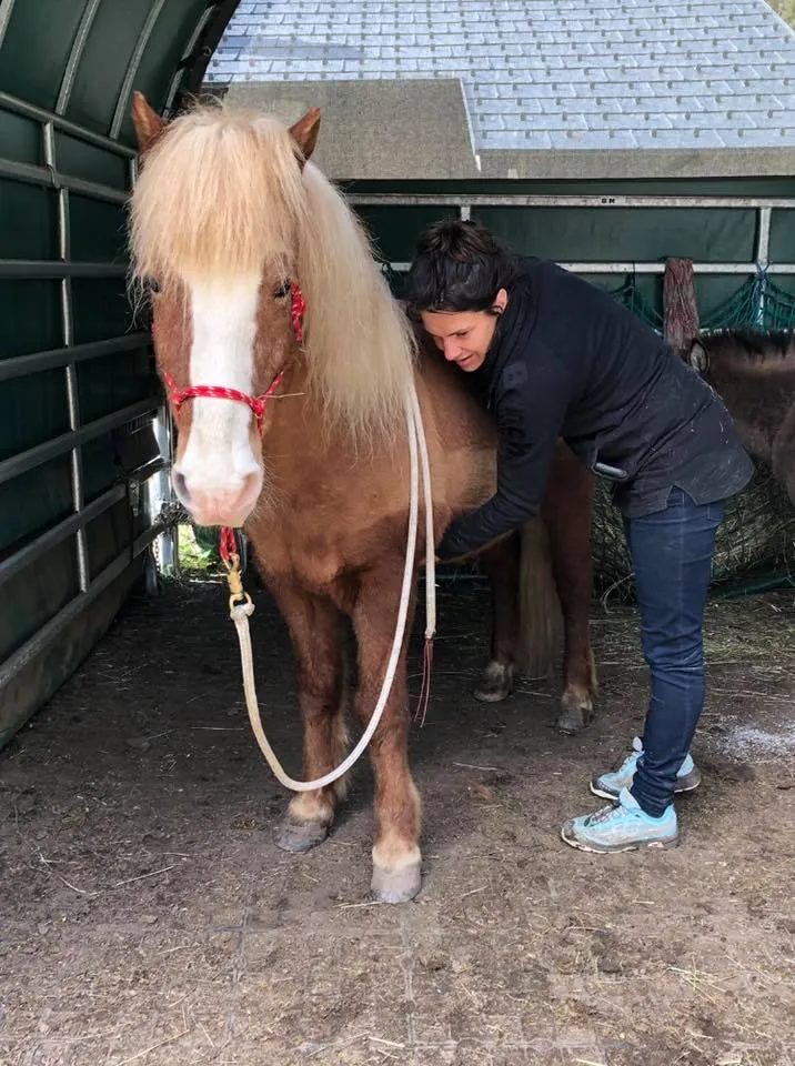 Animal Impuls – Osteopathie für Tiere — Tierdienst, Naters, Wallis. Foto 2