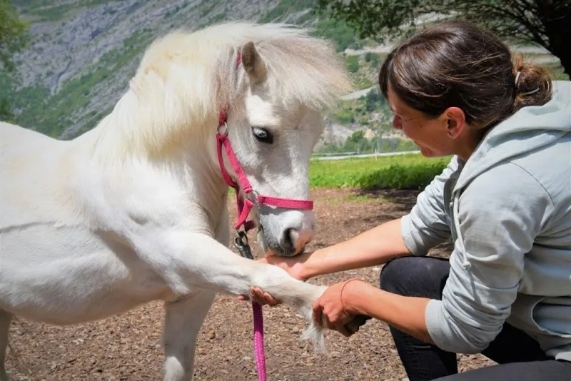 Animal Impuls – Osteopathie für Tiere — Tierdienst, Naters, Wallis. Foto 3