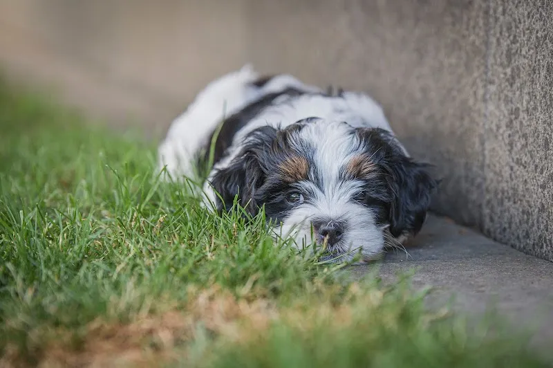 Animal Kleintierpraxis — Veterinarian, Visp, Valais. Foto 2