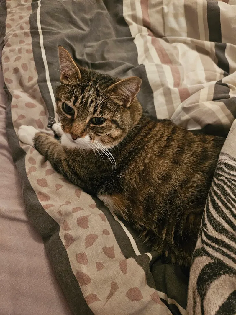 ArtemiVet- Cabinet Vétérinaire — Tierarzt, Chalais, Wallis. Foto 2