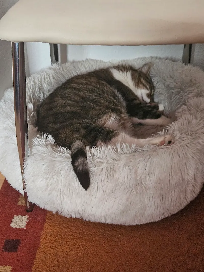 ArtemiVet- Cabinet Vétérinaire — Tierarzt, Chalais, Wallis. Foto 3