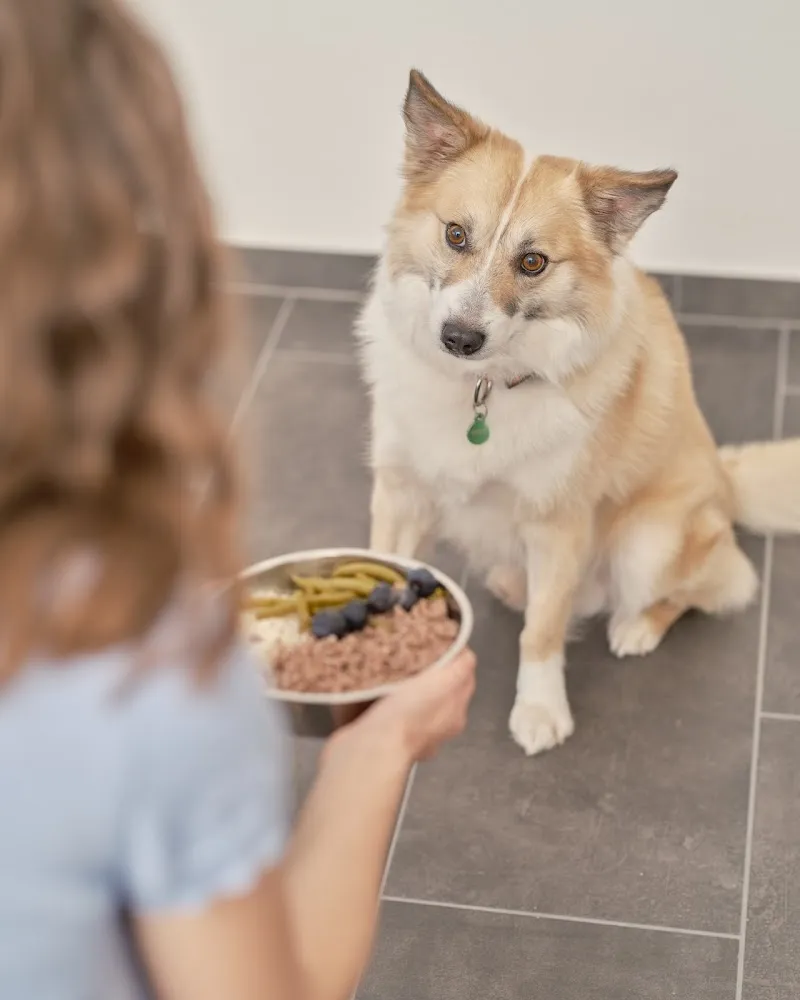 Bien être animaux — Service animalier, Sierre, Valais. Foto 2
