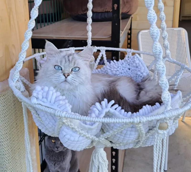 Pension Ô chat'pitre — Katzenpension in Savagnier, Neuenburg. Bewertung 5.0/5.