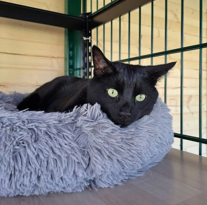 Pension Ô chat'pitre — Pension pour chats, Savagnier, Neuchâtel. Foto 2