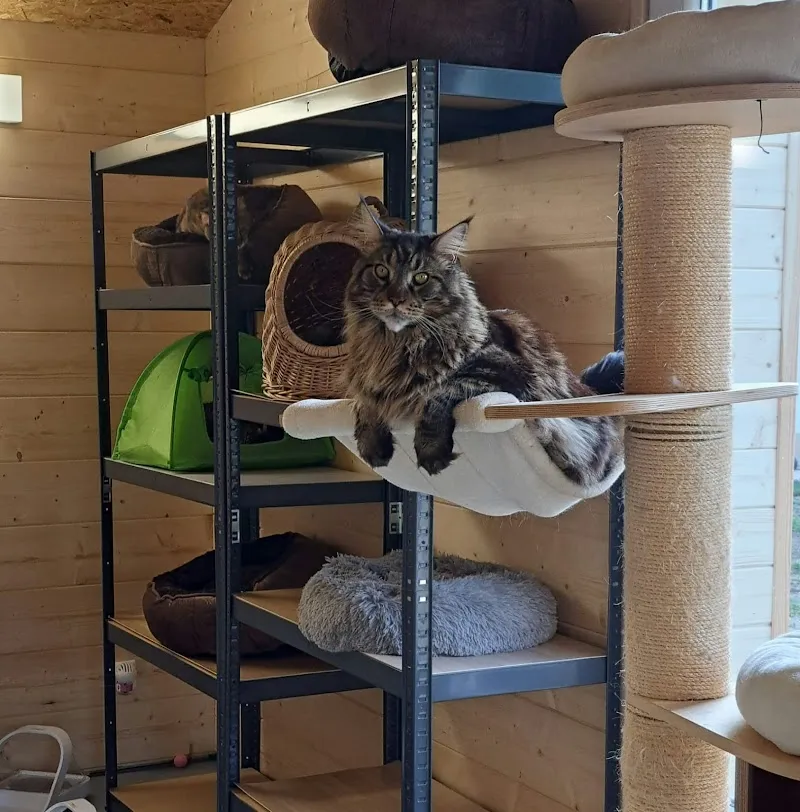 Pension Ô chat'pitre — Pension pour chats, Savagnier, Neuchâtel. Foto 3