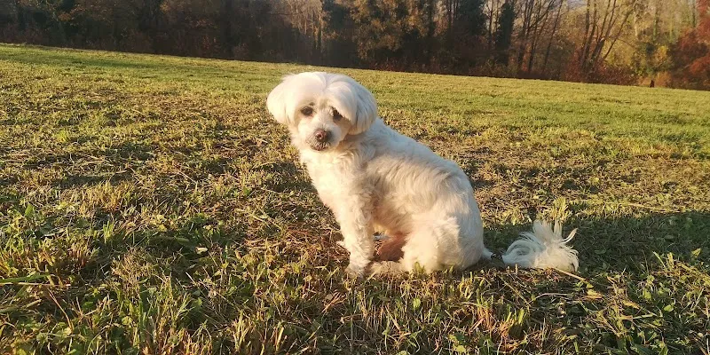 Cabinet Vétérinaire Besse Anne Françoise — Tierarzt, Martigny, Wallis. Foto 2